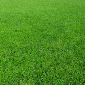 Vibrant green grass field during summer with ample copy space.